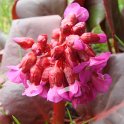 Bergenia cordifolia feuille rouge fleur